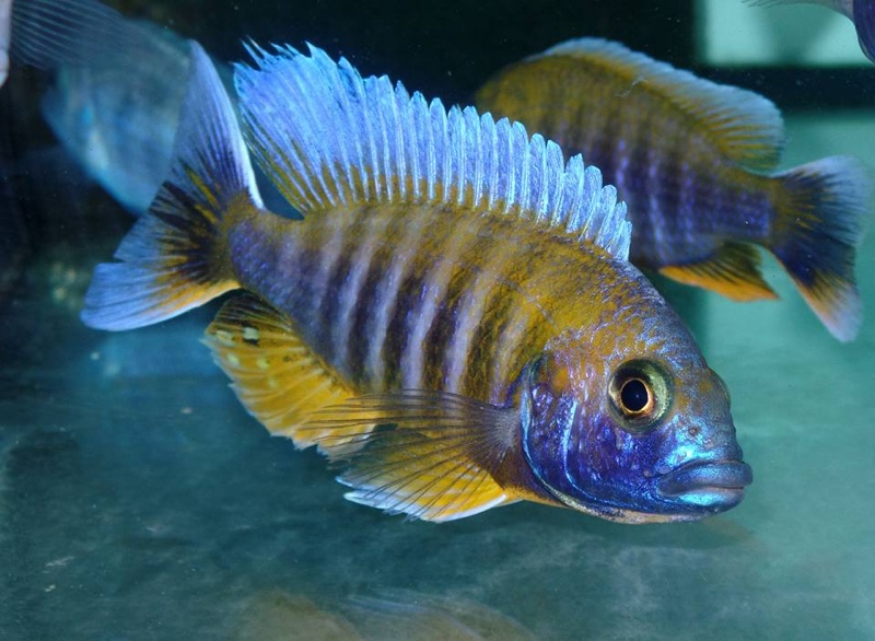 Aulonocara jacobfreibergi 'Otter Point'